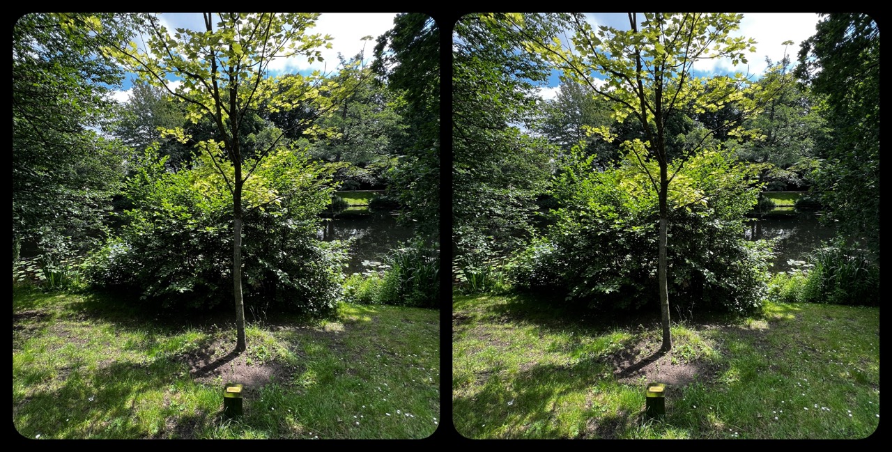 Stereogram 2024-01 &raquo;BAUM UND BUSCH&laquo;