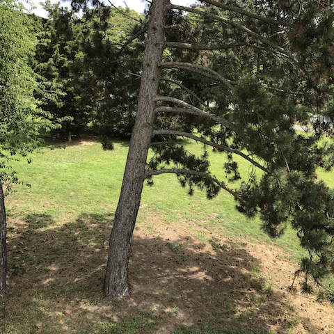 2017- KASSELER KIEFER, stereogram L, canvas, 2 x 30x30 cm