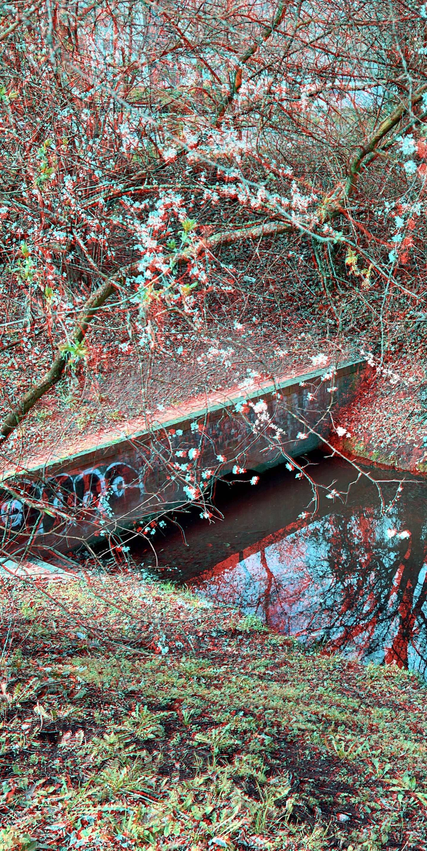 Anaglyphe-01-2023-L: "KIEFHOLZ-KIRSCHBL&Uuml;TE, left part" &copy;rbockberlin2023, canvas, 120x60 cm