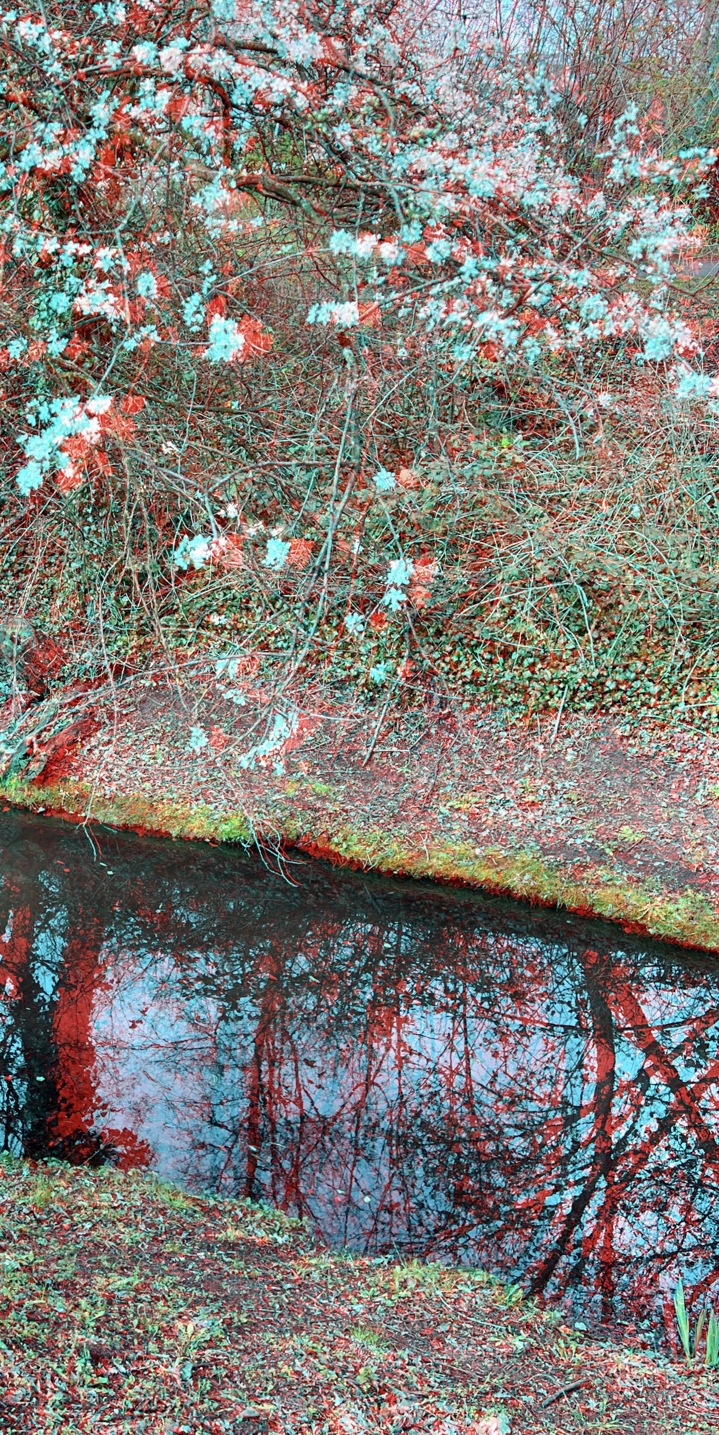 Anaglyphe-01-2023-R: "KIEFHOLZ-KIRSCHBL&Uuml;TE, right part" &copy;rbockberlin2023, canvas, 120x60 cm