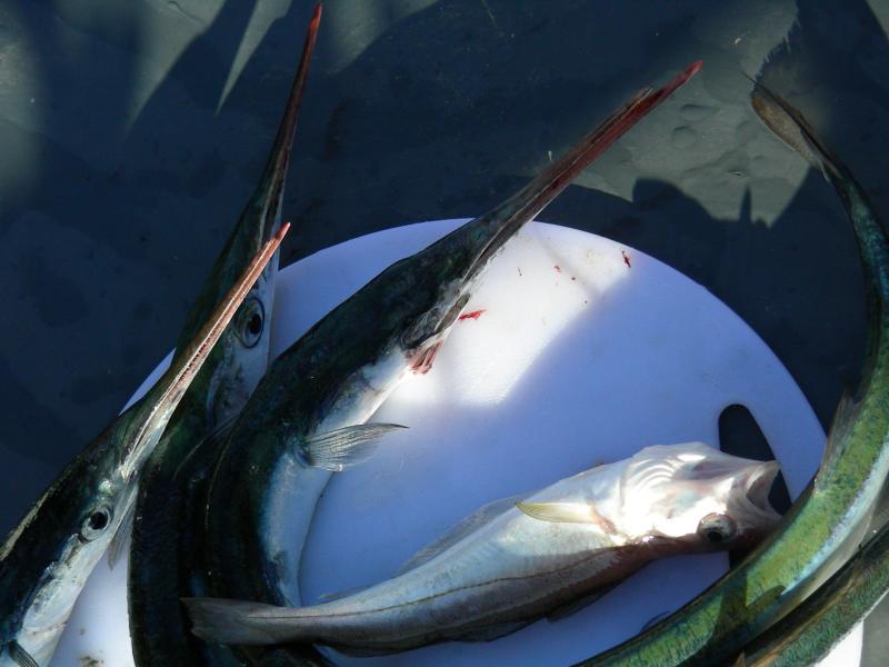 &raquo;Fischbeute&laquo;