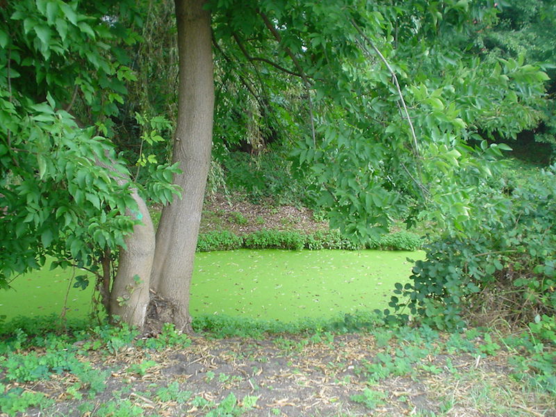 2008-05 &raquo;TREE IN GREENERY&laquo; 