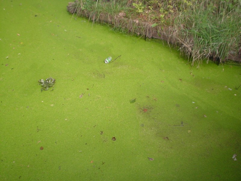 2008-05 &raquo;BLECHB&Uuml:CHSE&laquo; 