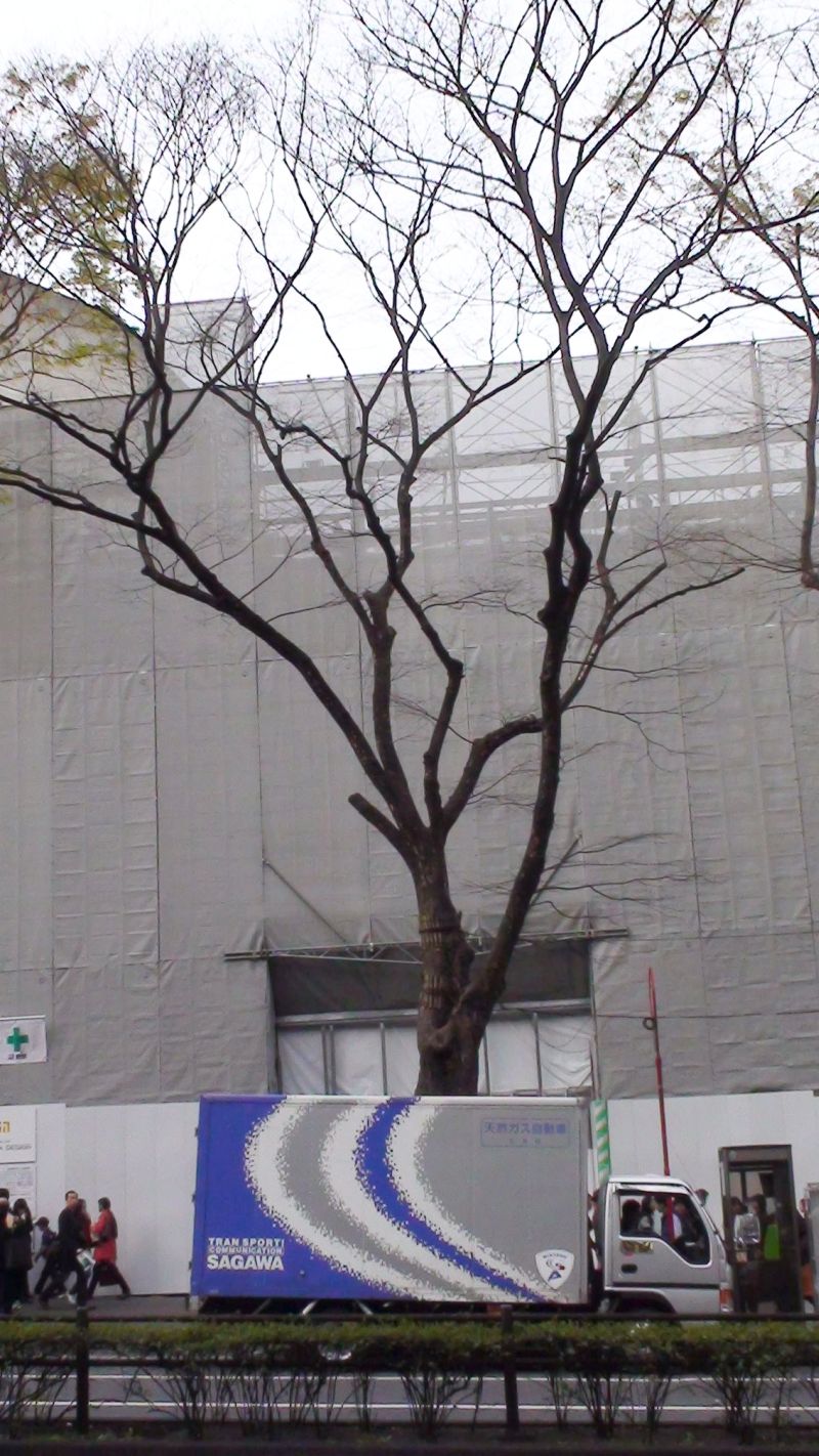 2009-06 &raquo;OMOTESANDOU TREE&laquo; 