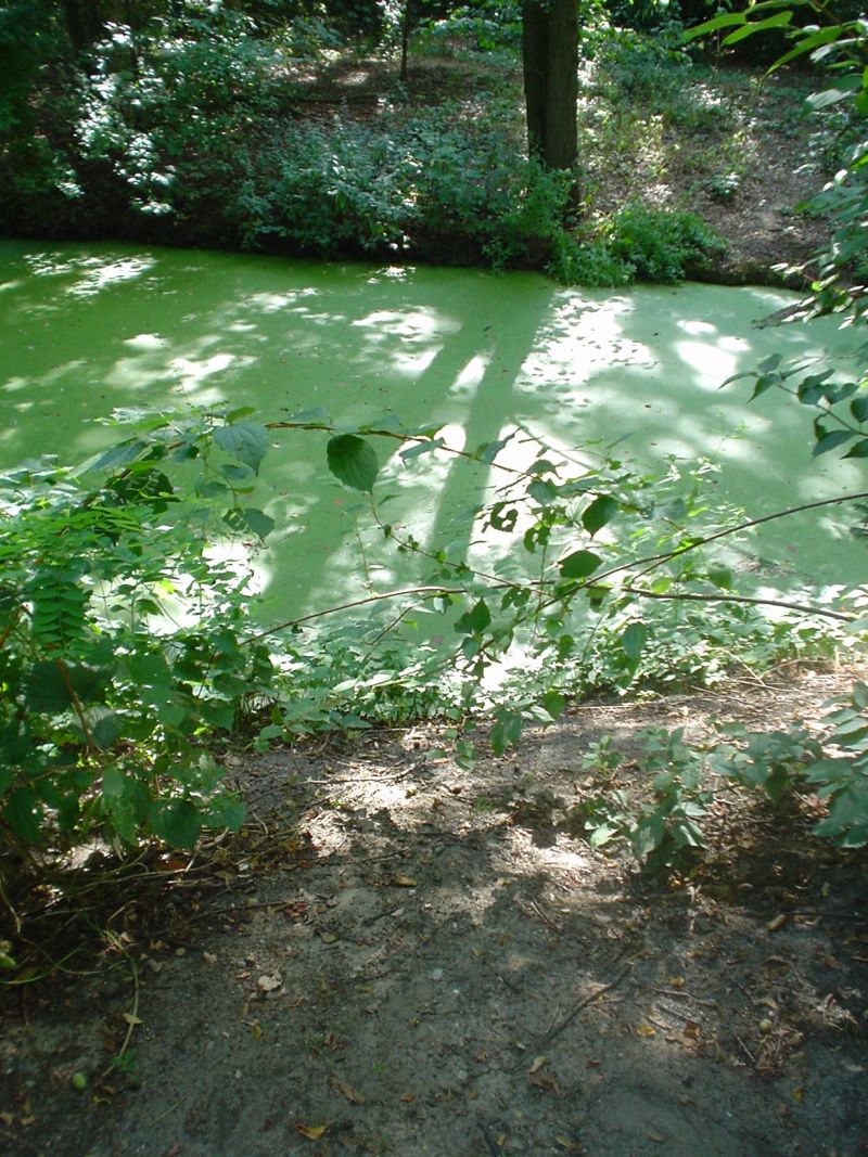 2009-13 &raquo;GR&Uuml;NER BLICK&laquo; 