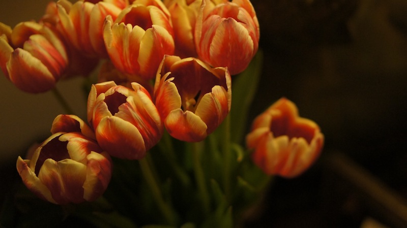 RC Anaglyphe 2012-11 &raquo;DUNKLE TULPEN&laquo; 