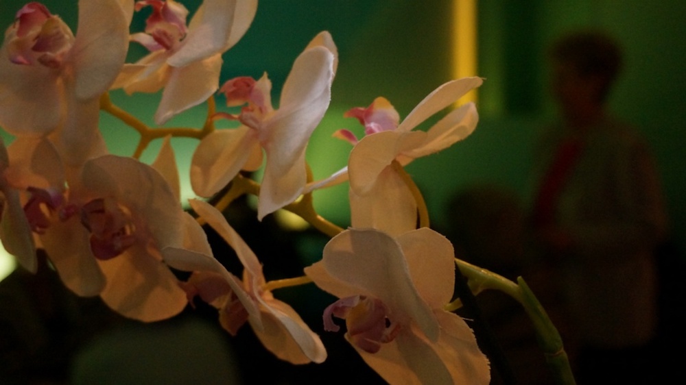 2013-03 &raquo;JUTTAS ORCHIDEEN&laquo; 
