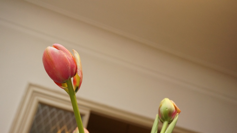 2013-06 &raquo;TULPE&laquo; 