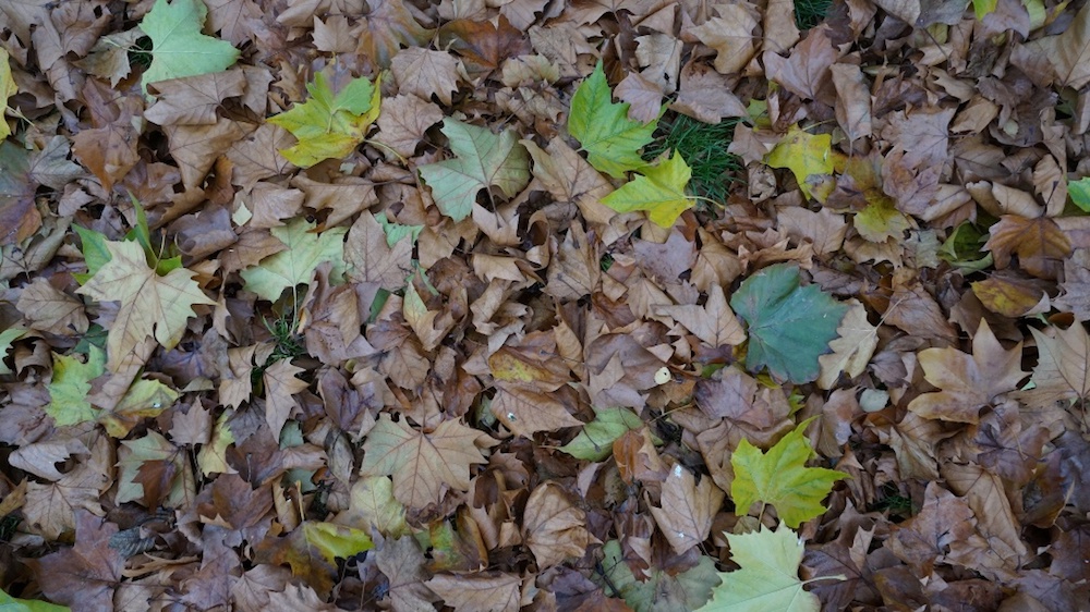 2013-07 &raquo;HERBSTBL&Auml;TTER&laquo; 