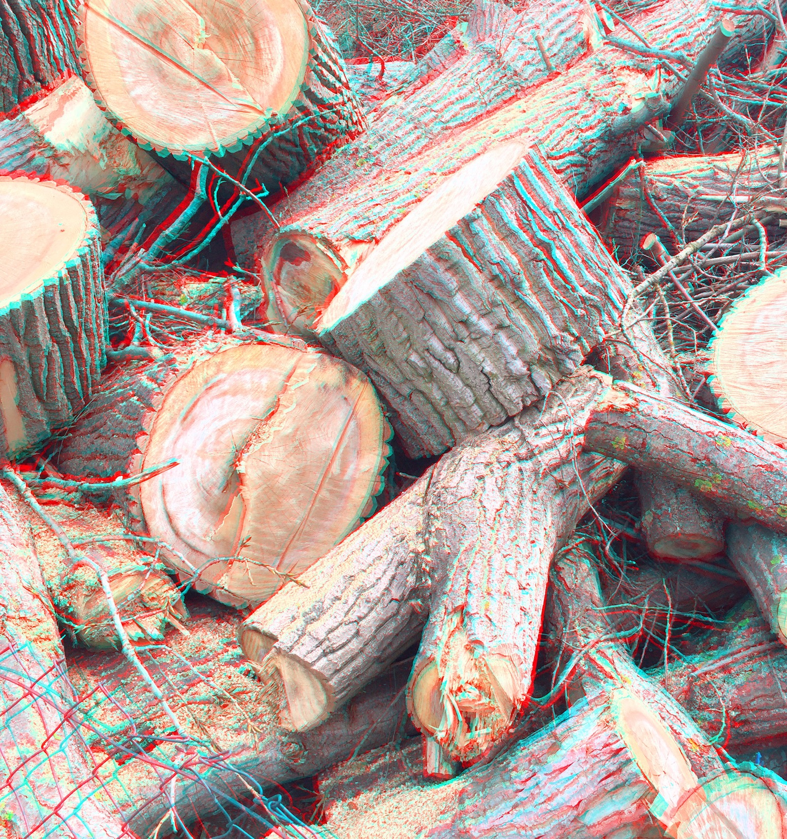 2015-04 &raquo;BAUMST&Auml;MME&laquo;