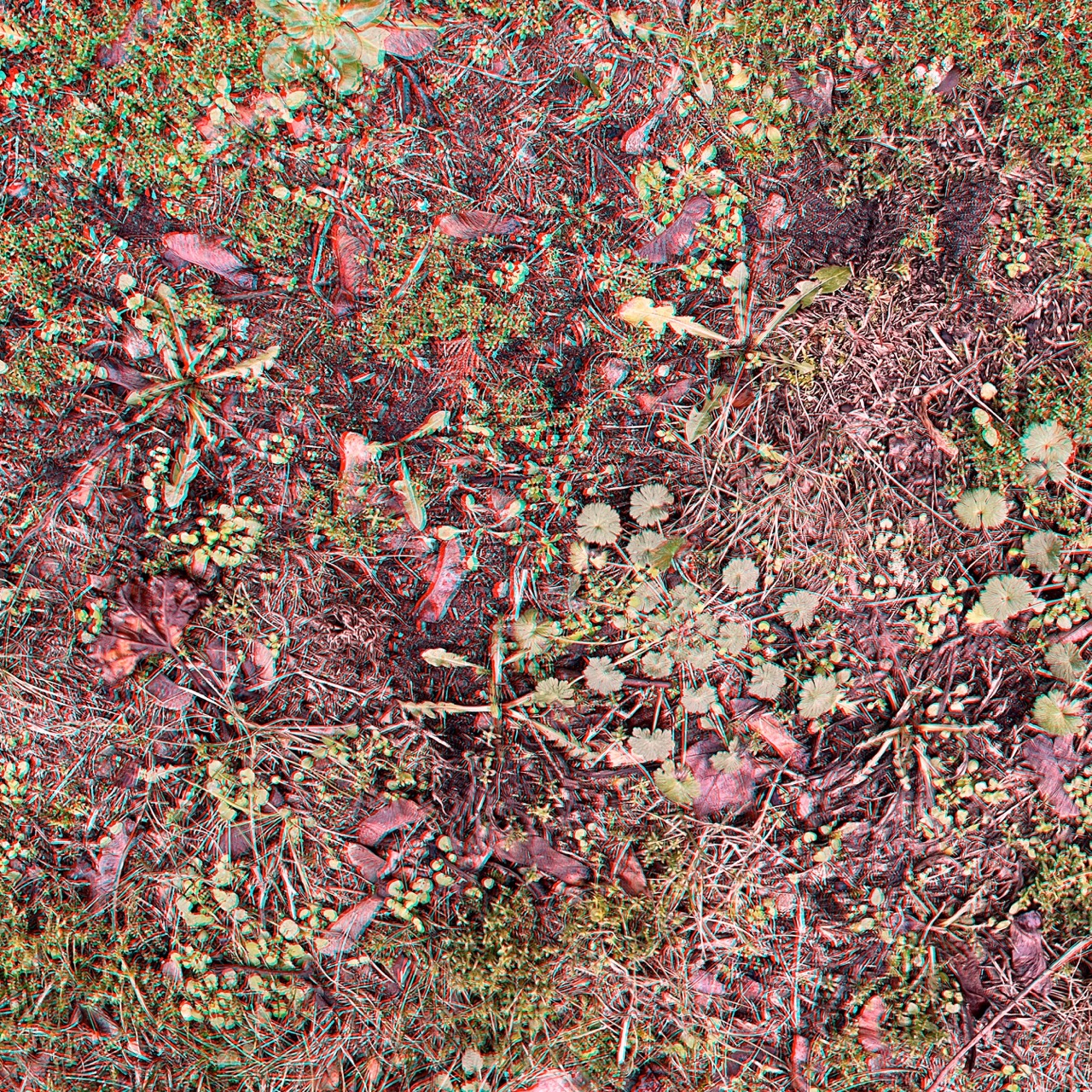 RC Anaglyphe 2022-04 &raquo;WINTERWIESE&laquo; 