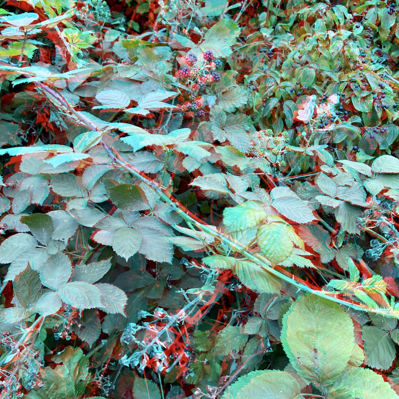 RC Anaglyphe 2022-xx &raquo;KRATZBEERENSTRAUCH&laquo; 