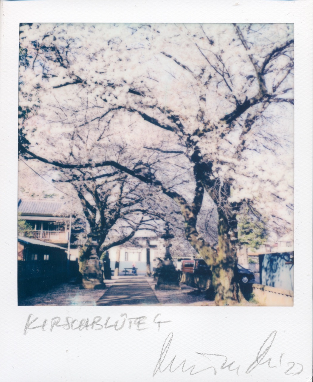 2023 - &raquo;KO JINJA-KIRSCHBL&Uuml;TE&laquo; - SX70/Polaroid Originals - (c)rbockberlin2023