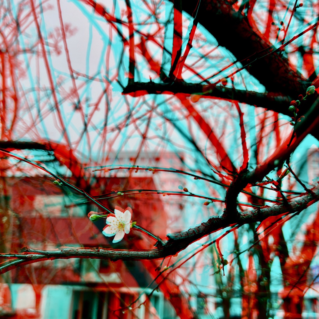 RC Anaglyphe 2024-05 &raquo; SPRING SOLITUDE&laquo;