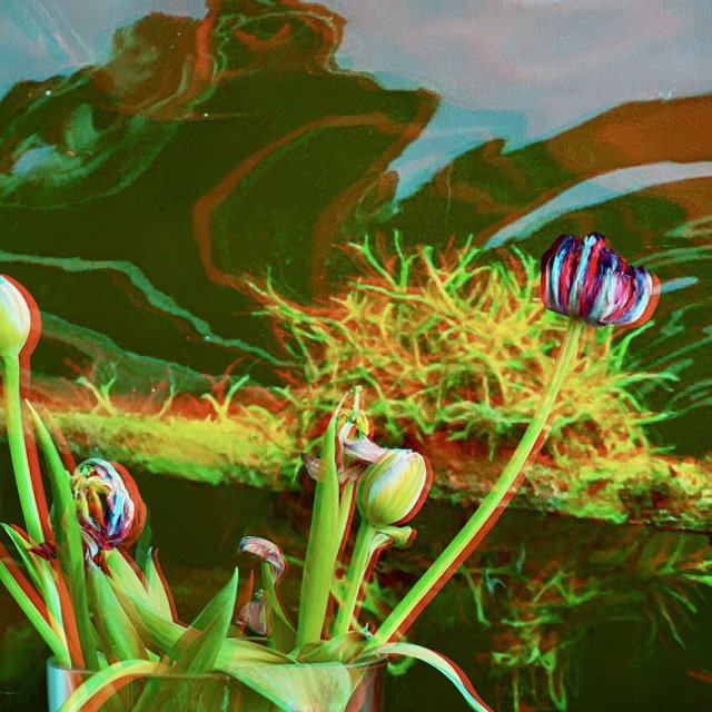 RC Anaglyphe 2025-06 &raquo;TULPEN VOR WASSERHIMMEL &laquo;