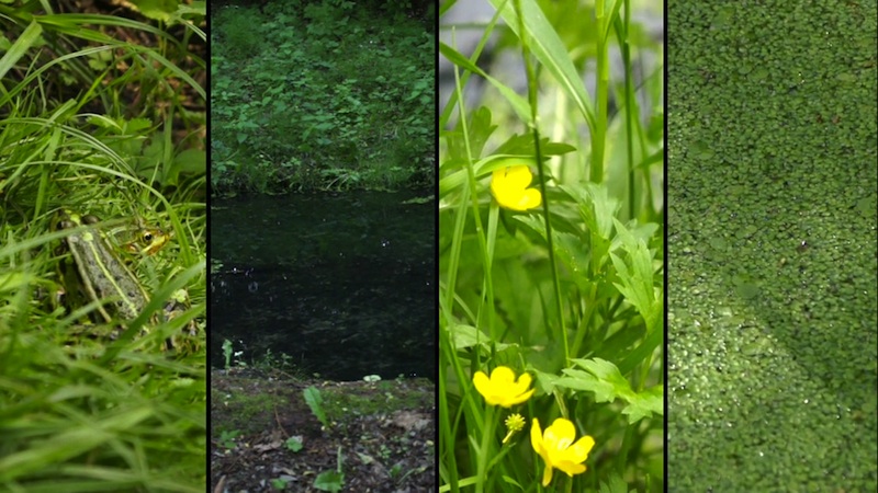 Screenshot &raquo;FROGLEAP&laquo;