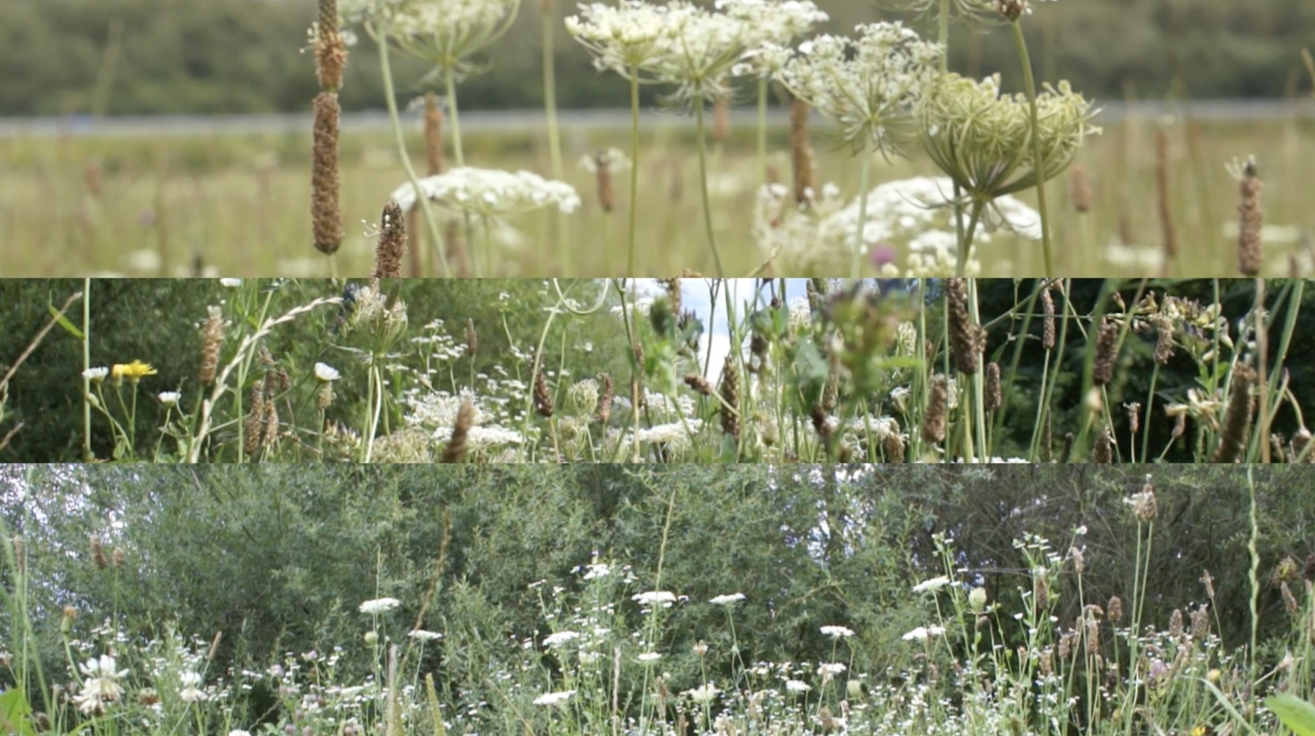 Screenshot &raquo;SCHAFGARBE&laquo;