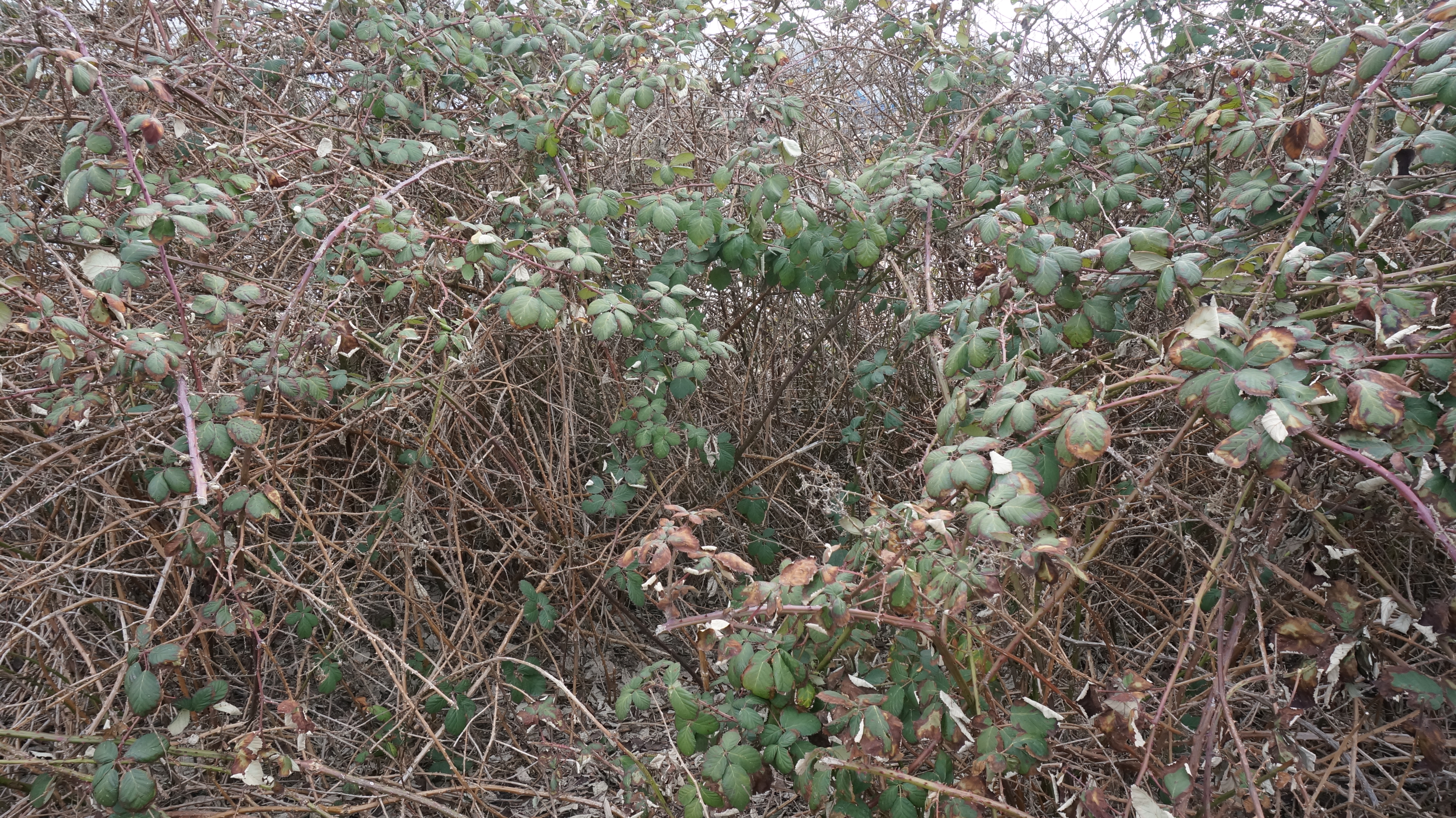 Dornr&uuml;schenhecke